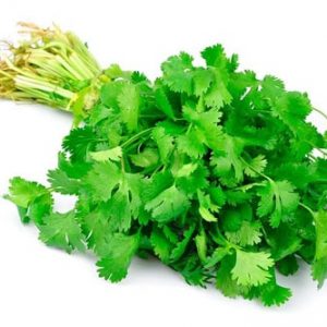 Cilantro
